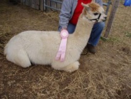 Alpaca For Sale - Jon's Jesse at Circle C Alpacas